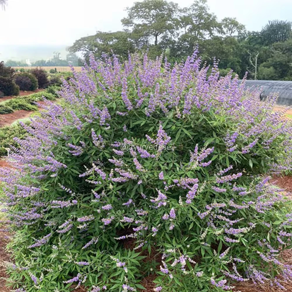 Agno-casto / Vitex