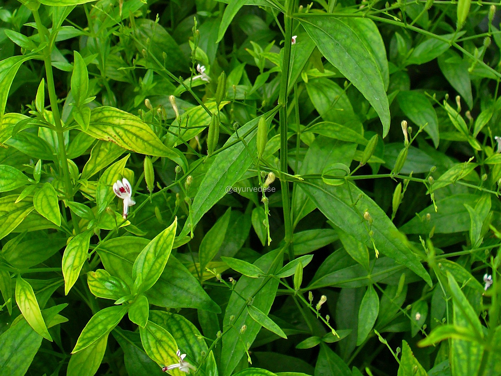 Andrographis / Kalmegh