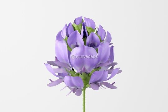 Bakuchi / Psoralea