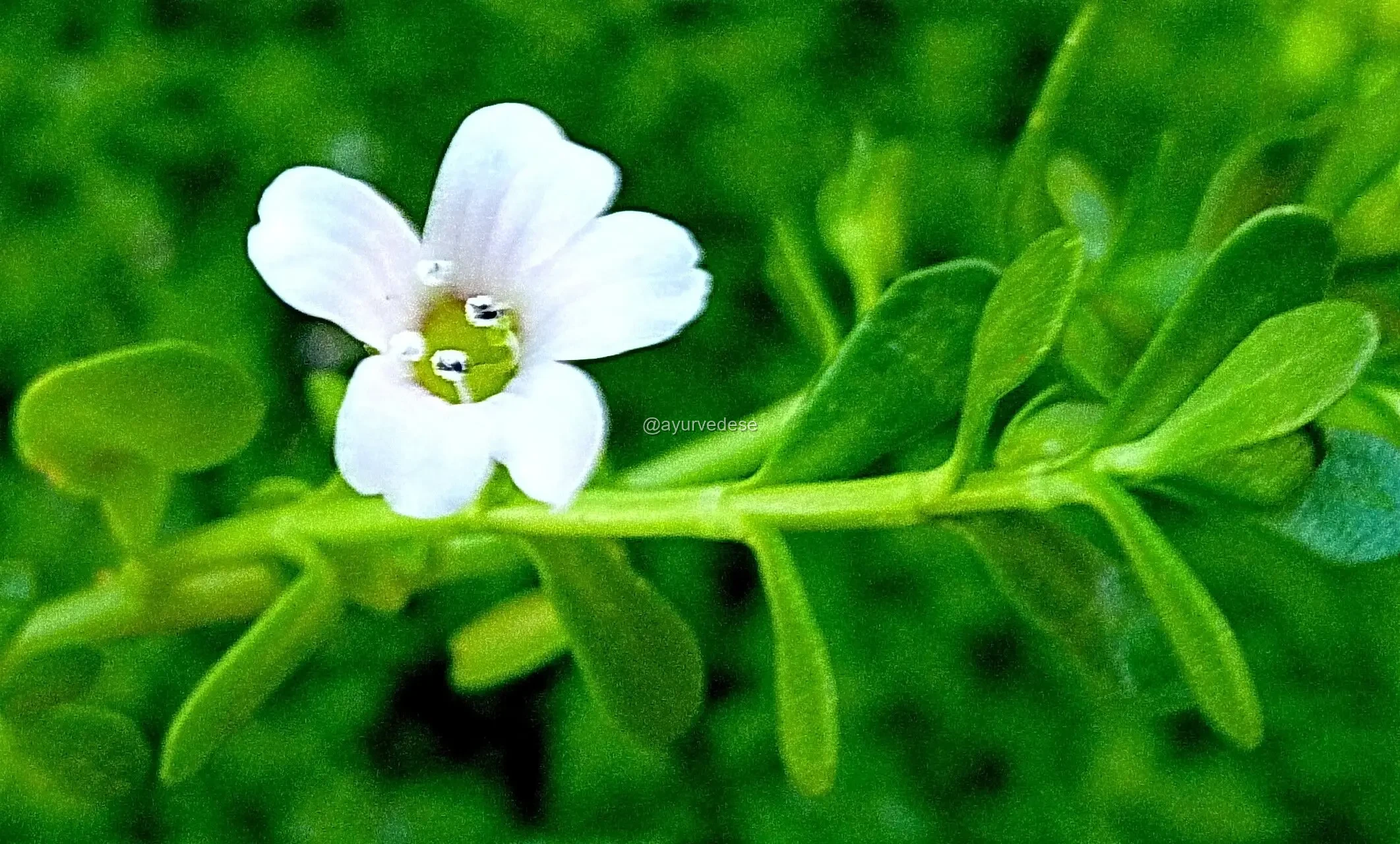 Brahmi / Bacopa