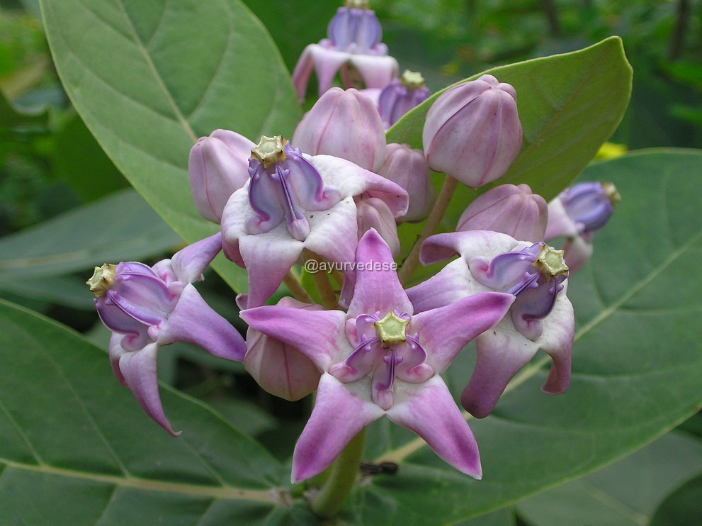 Calotropis / Madar / Arka