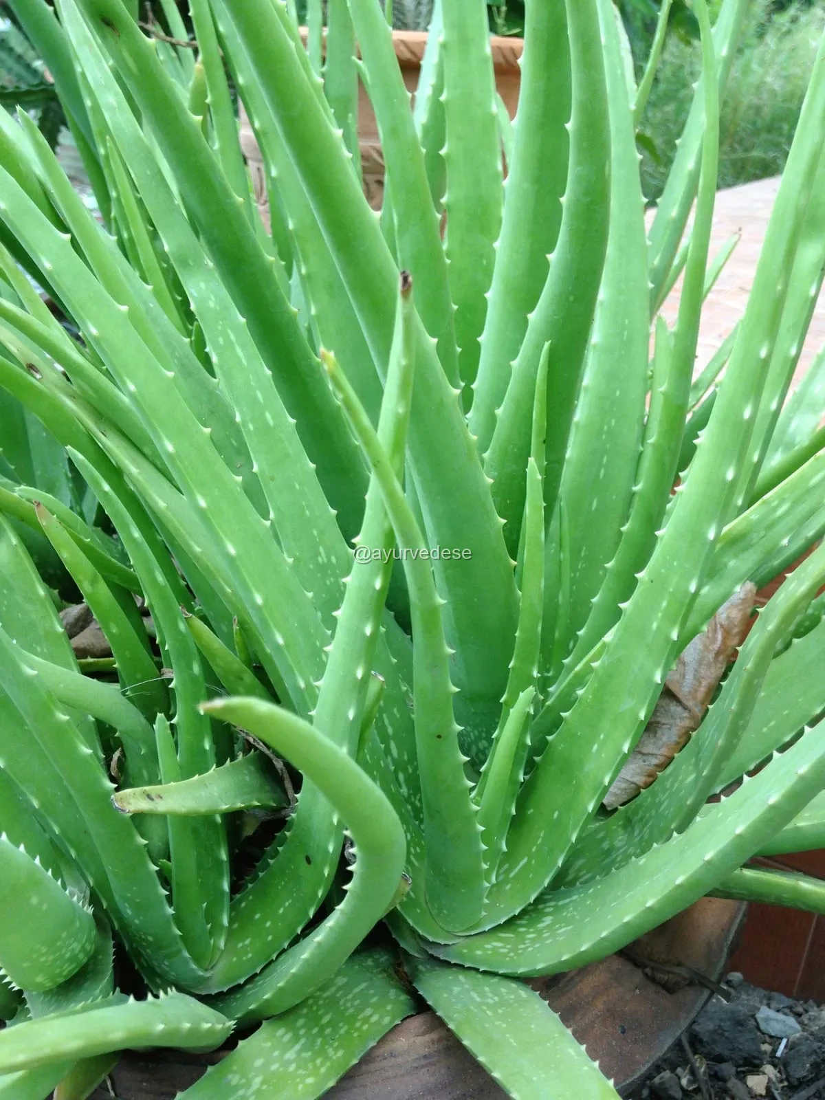 Babosa / Aloe Vera