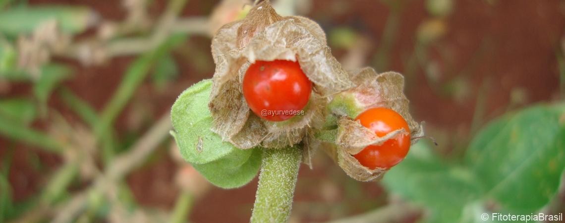 Ashwagandha / Ginseng Indiano