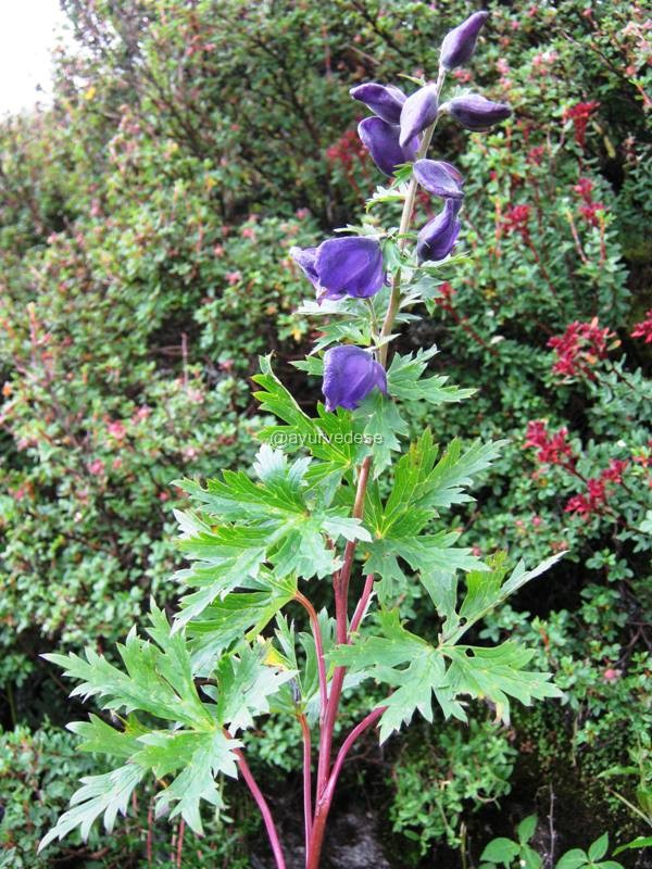 Aconitum / Vatsanabha