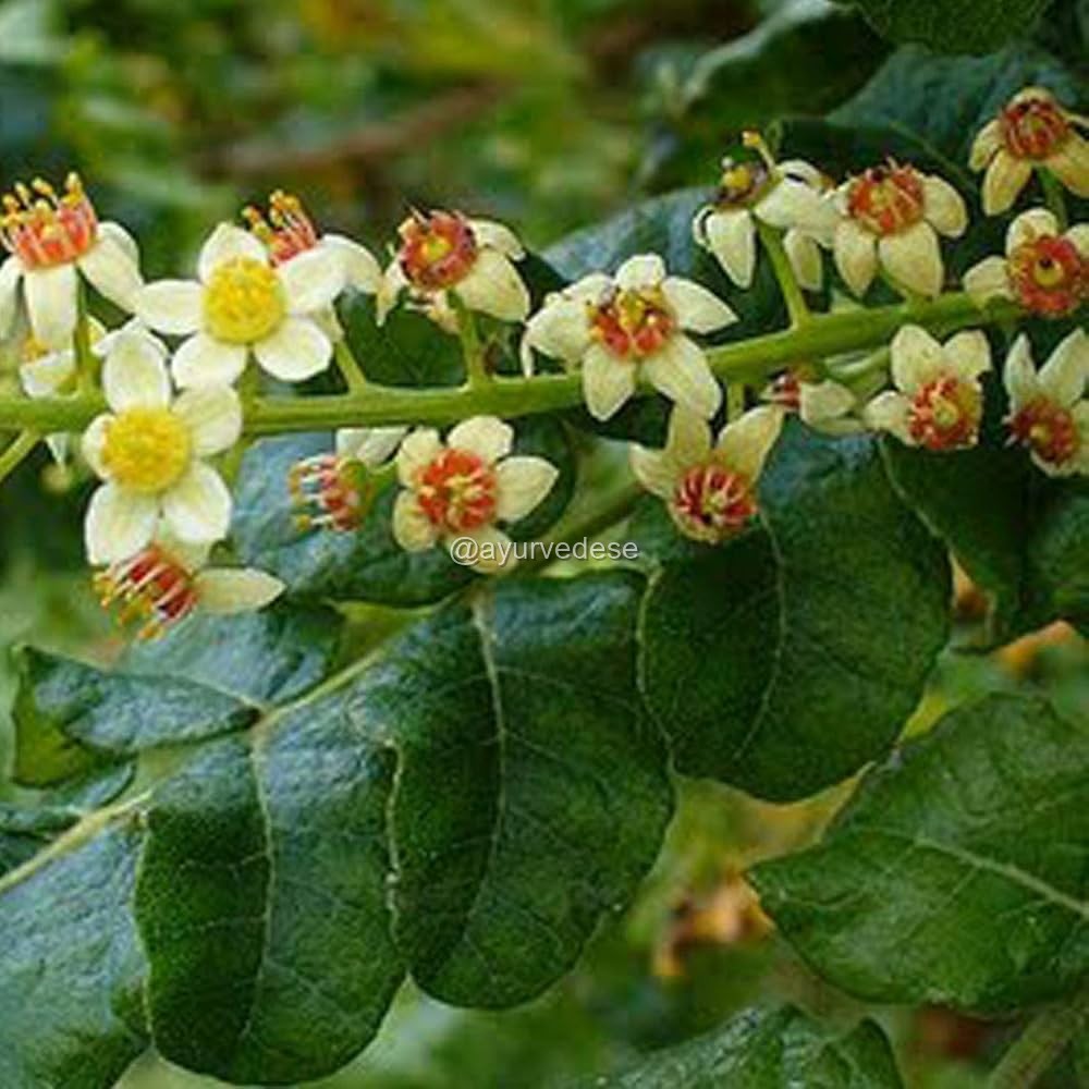 Boswellia / Shallaki