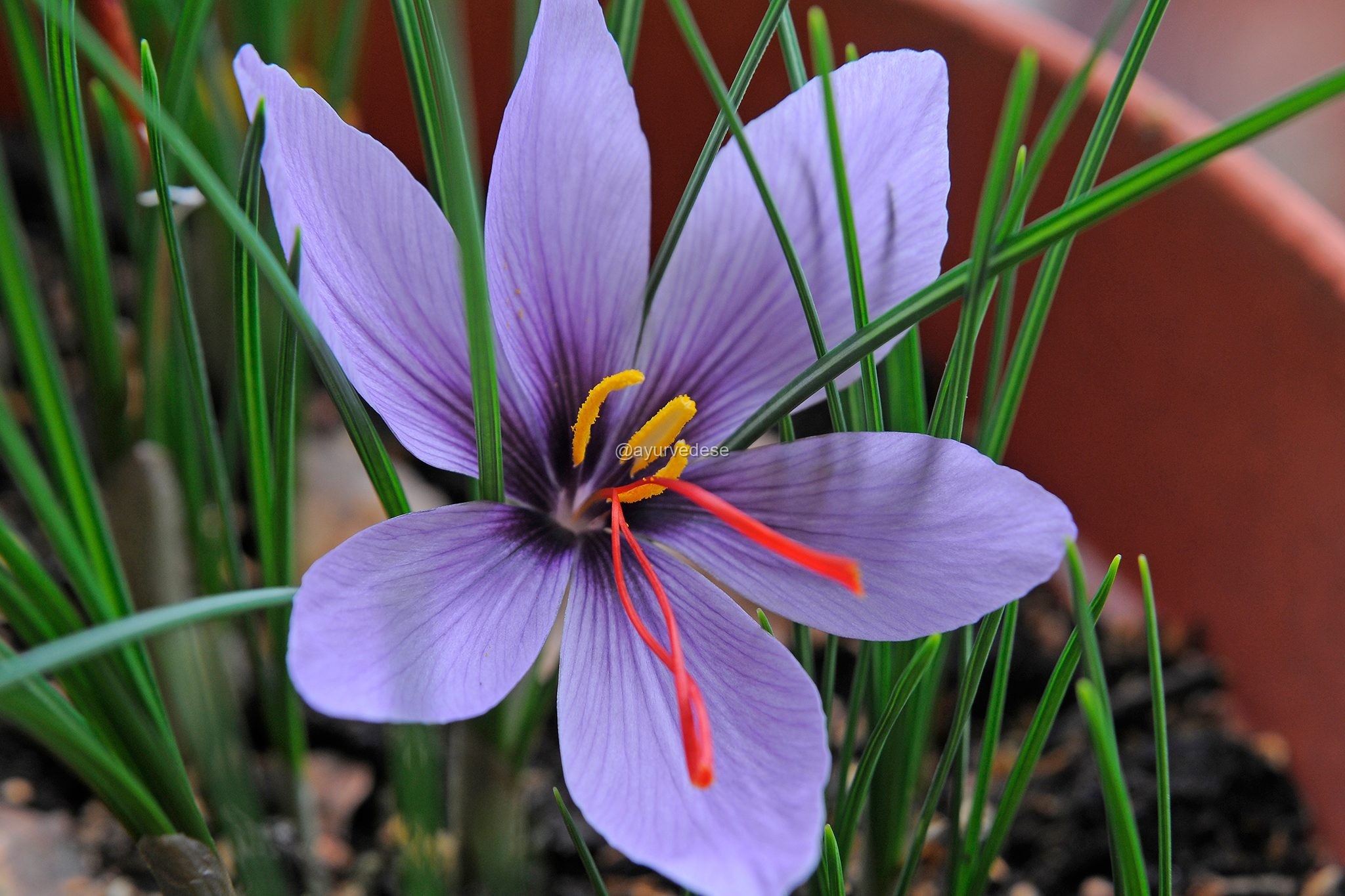 Açafrão / Saffron
