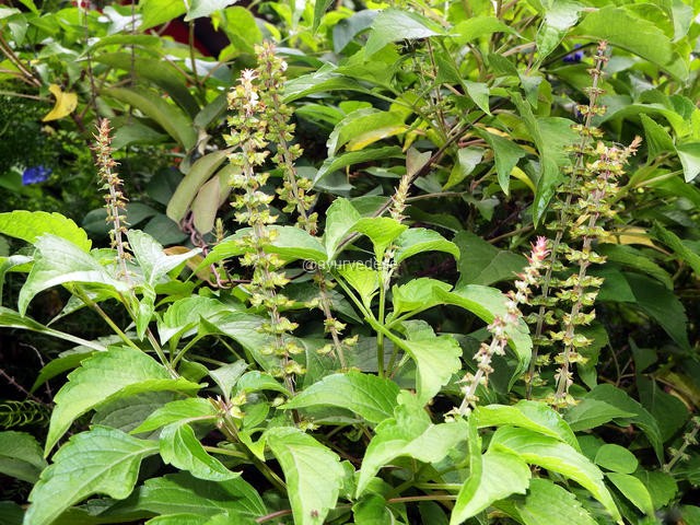 Alfavaca