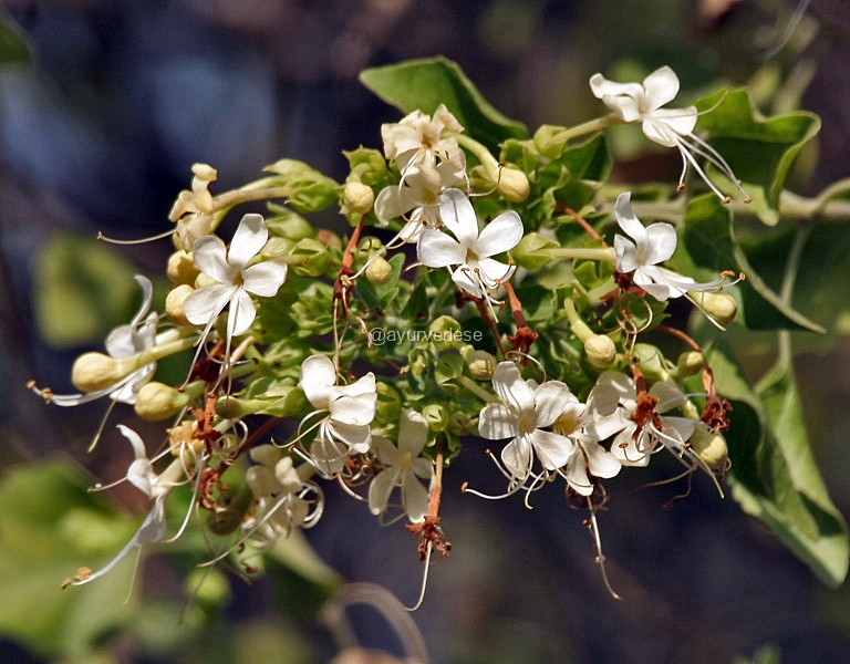 Clerodendrum / Agnimantha