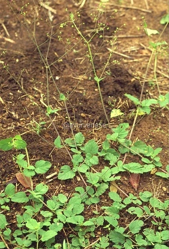 Erva-tostão / Punarnava