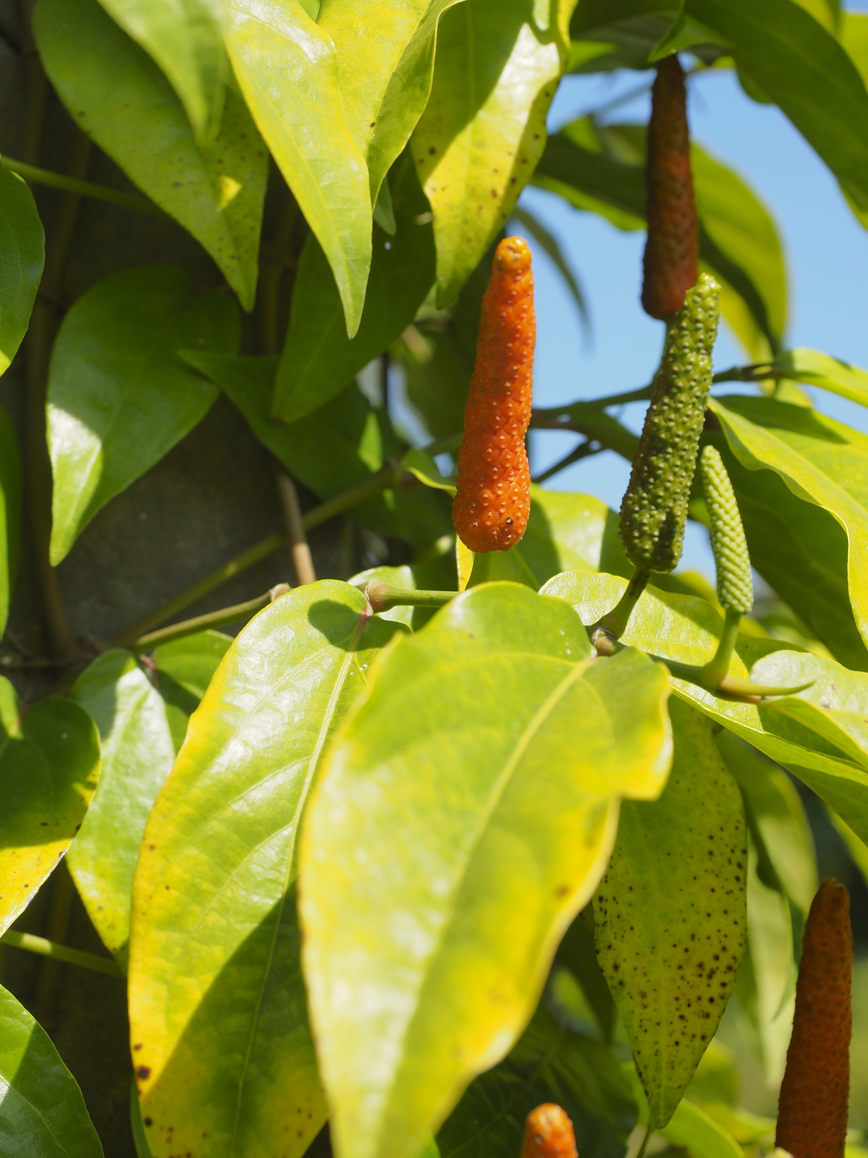 Pippali / Pimenta Longa Indiana