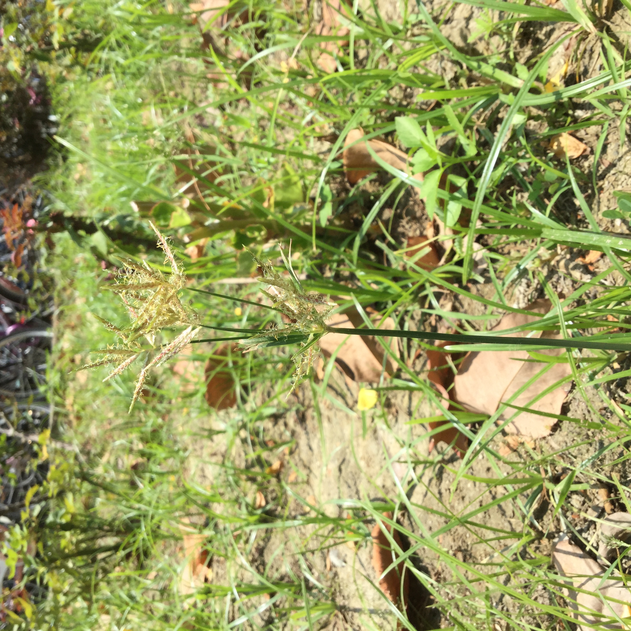 Musta / Tiririca / Nutgrass