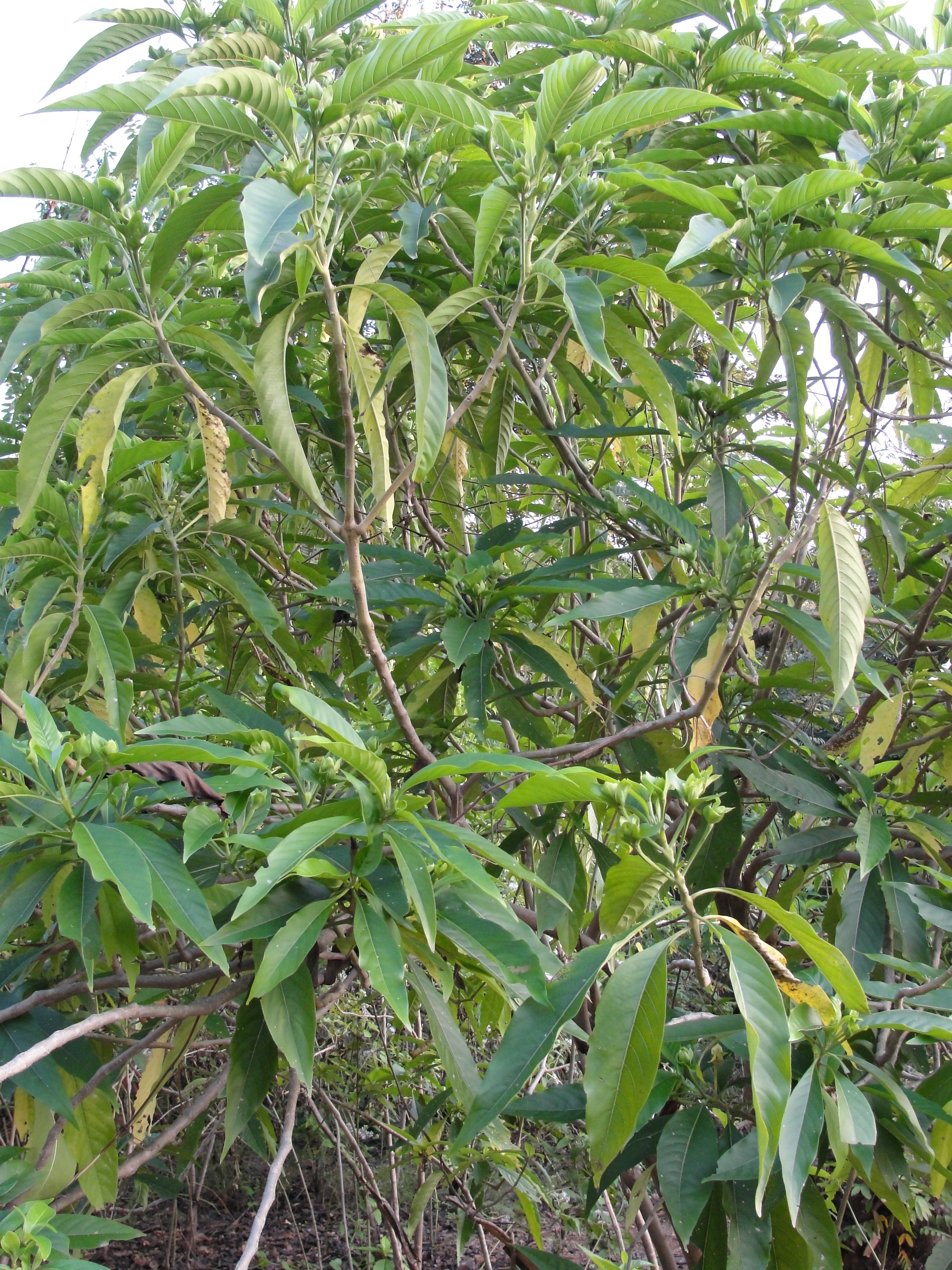 Vāsā / Malabar Nut