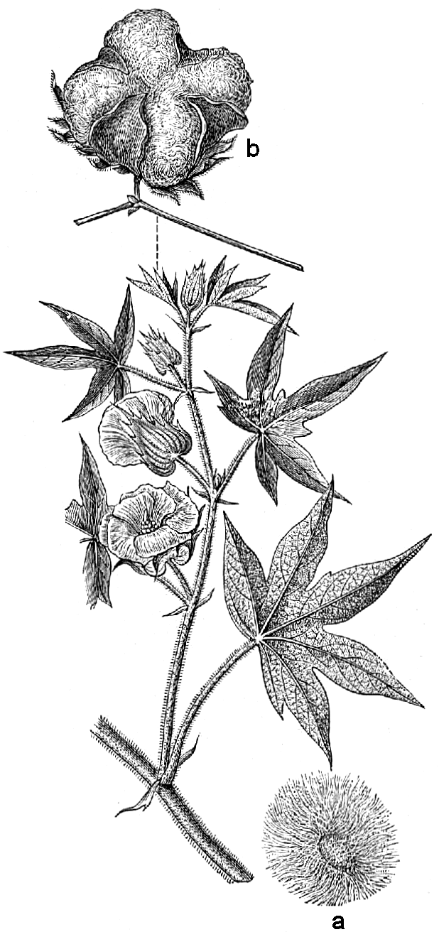 Karpāsa / Algodão