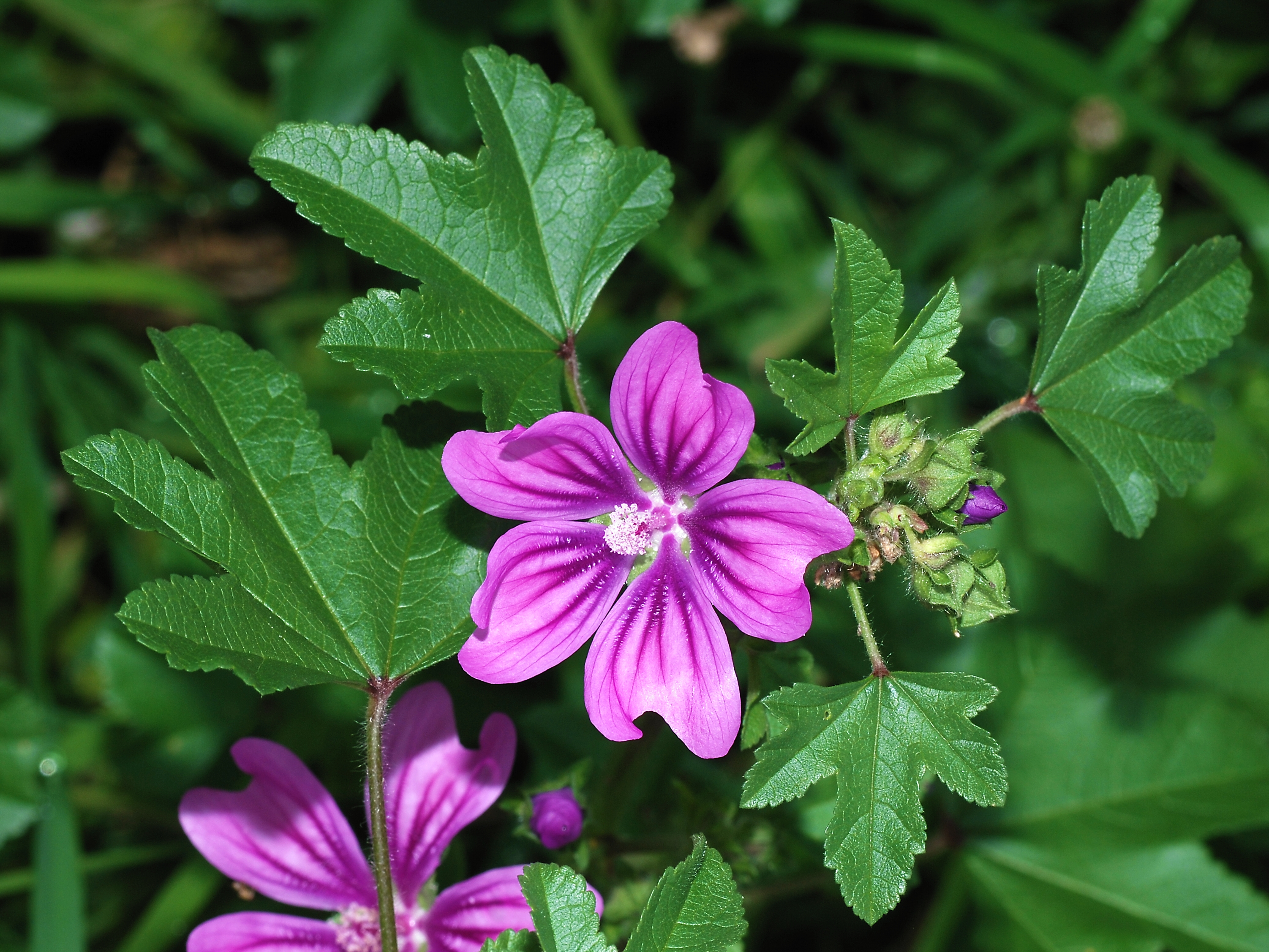 Malva