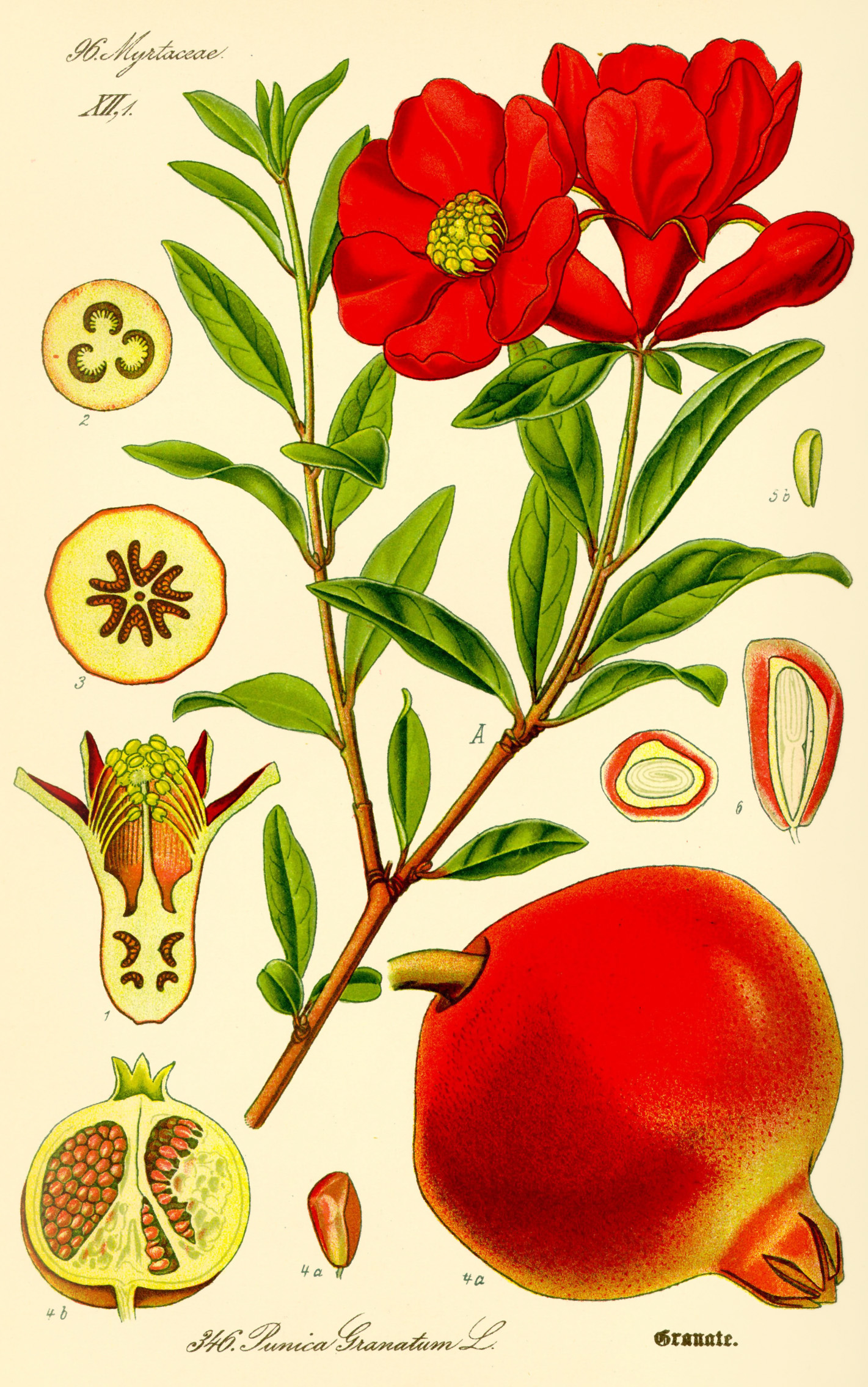 Dāḍima / Romã