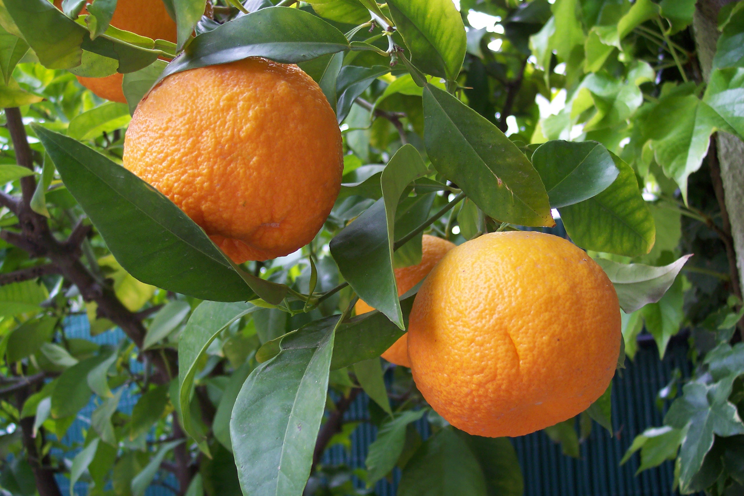 Laranja-amarga / Flor de laranjeira