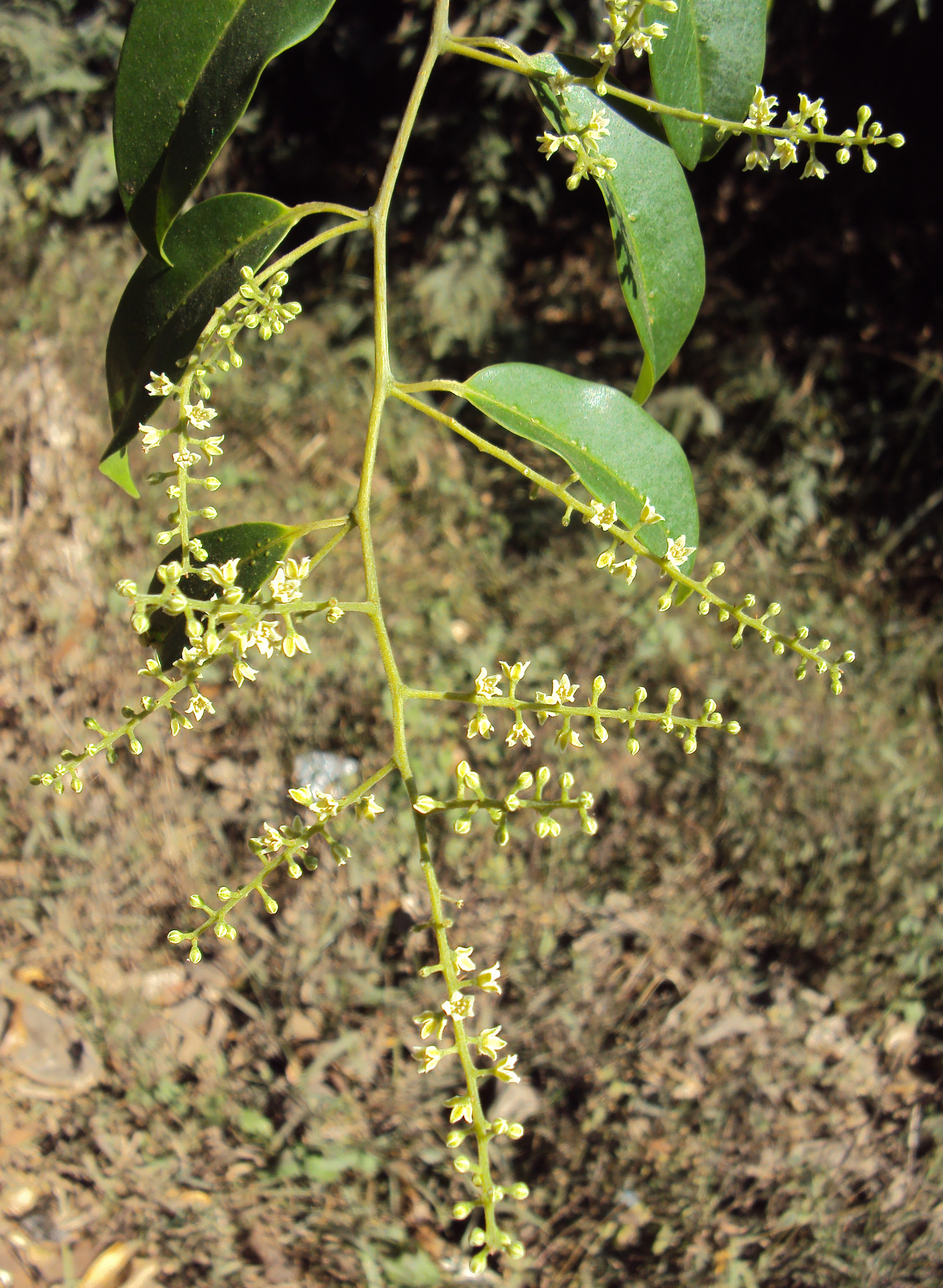 Vidanga / Embelia