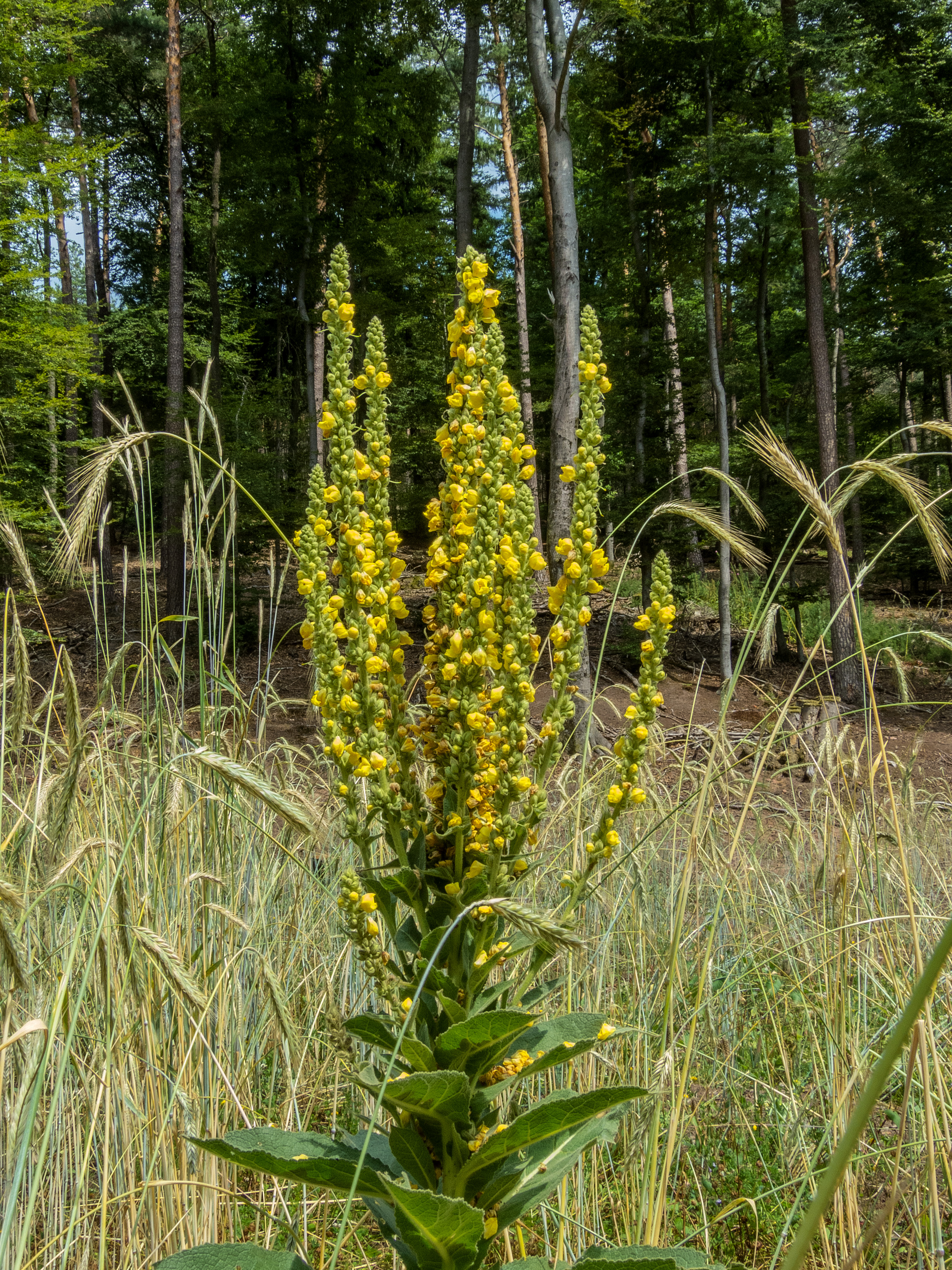 Verbasco / Mullein
