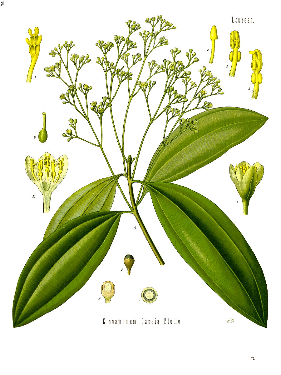 Canela-da-China